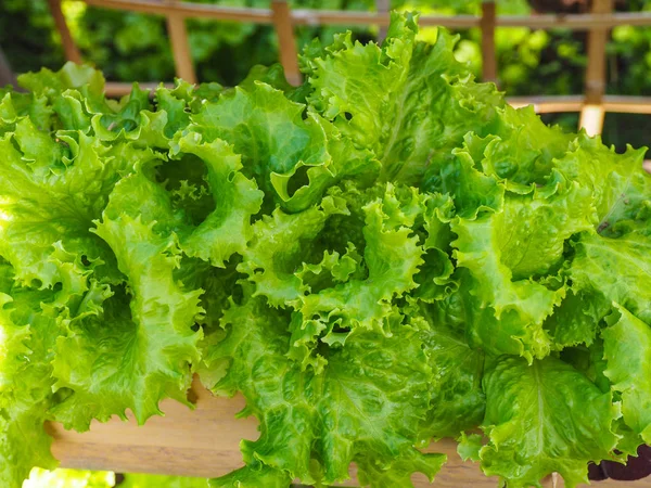 Lettuce salad in home garden — Stock Photo, Image