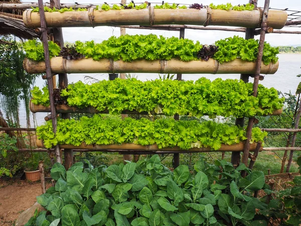 Lettuce salad in home garden — Stock Photo, Image