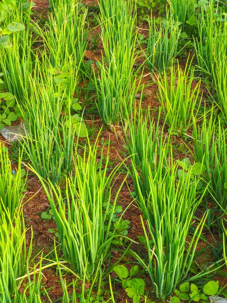 Gemüsegarten wächst in der Reihe, auf dem Feld des Bauern. — Stockfoto