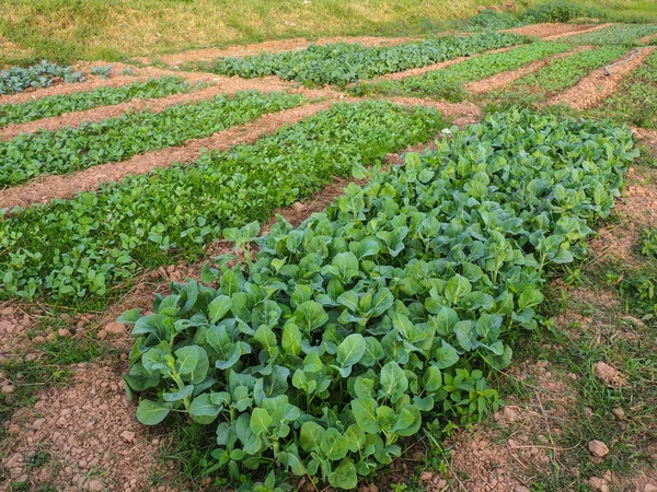 Vegetable garden grow in the row, on farmer field. — Stock Photo, Image