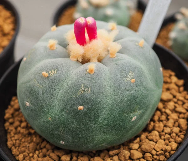 Petit cactus dans le petit pot, plante pour la décoration . — Photo