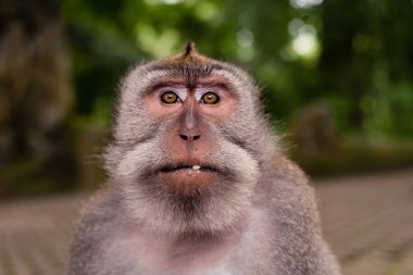 Maymun gözlerine maymun orman