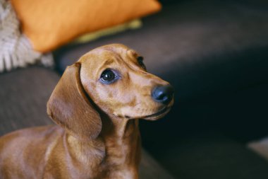 Dachshund Köpek evde