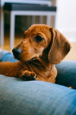 Onun sahibi ile dinlenme daksund köpek yavrusu