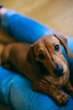 Onun sahibi ile dinlenme daksund köpek yavrusu