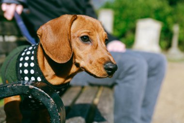 Dachshund köpek sahibi ile parkta bir bankta