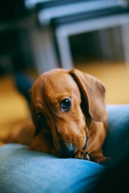 Onun sahibi ile dinlenme daksund köpek yavrusu