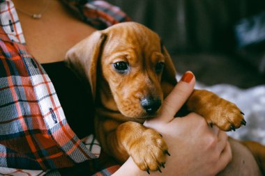 Dachshund köpek kadın sahibi elinde dinlenme