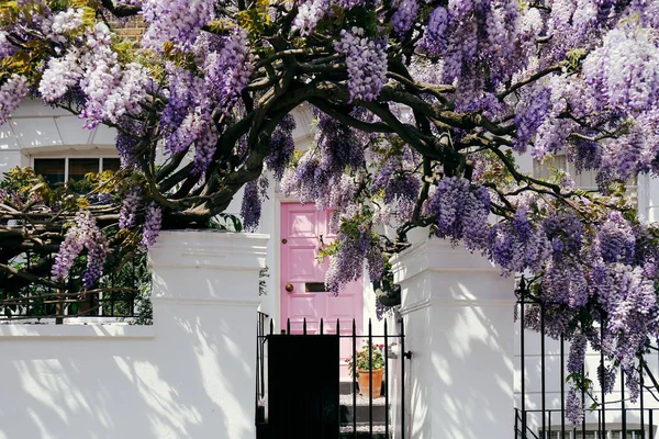 Árvore de wisteria florescente em uma fachada de casa — Fotografia de Stock
