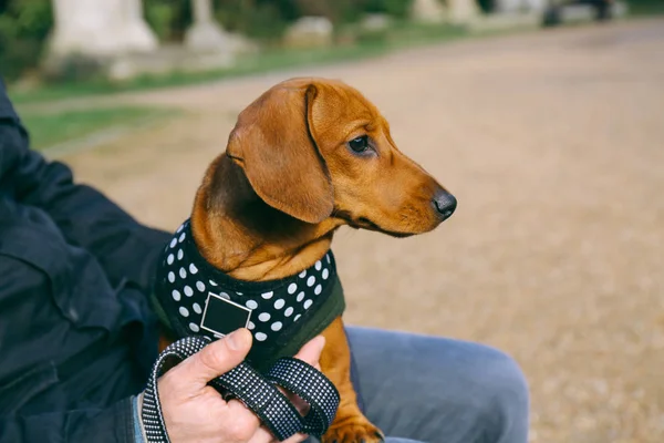 Dachshund Köpek, sahibinin kucağında oturan bir parkta — Stok fotoğraf
