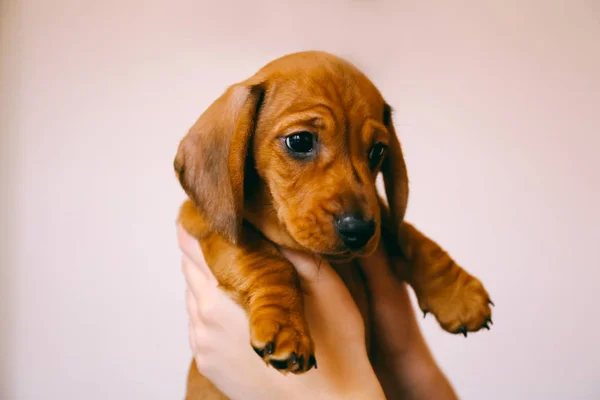 Dachshund cucciolo nelle mani del suo proprietario femminile — Foto Stock