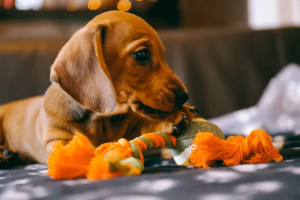 Dachshund cachorro juega con un juguete — Foto de Stock