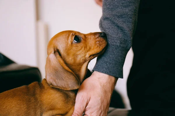 Είδος γερμανικού κυνηγετικού σκύλου κουτάβι και τον ιδιοκτήτη του αρσενικό — Φωτογραφία Αρχείου
