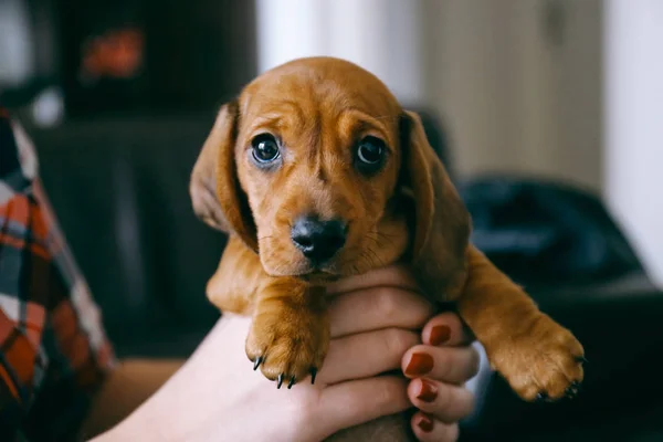 Dachshund cachorro cogido en las manos de su dueño femenino —  Fotos de Stock