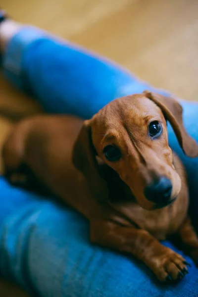 Dachshund puppy resting with its owner Royalty Free Stock Images