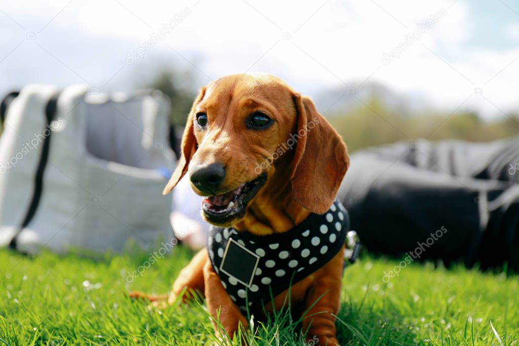 Dachshund puppy on the grass in a park