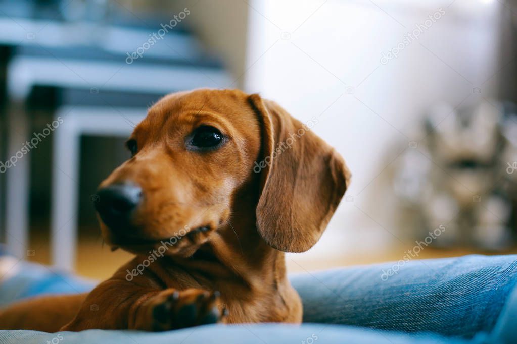Dachshund puppy resting with its owner