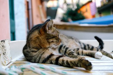 Tekir kedi küçük bir İtalyan köyünde dinlendirici