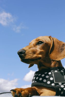 Dachshund Köpek mavi gökyüzü karşı