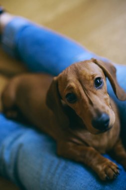 Dachshund Köpek yavrusu ve sahibi