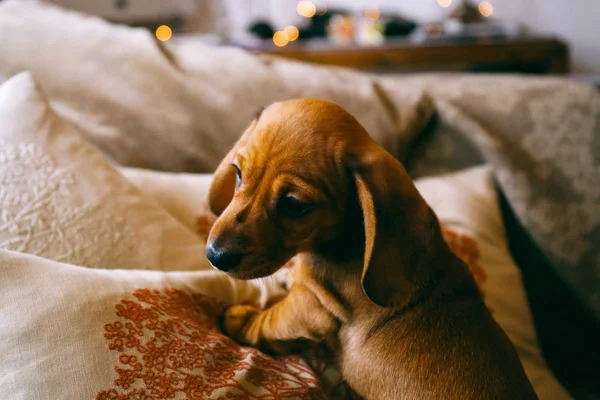 Puppy climbing over the cushions — Stock Photo, Image