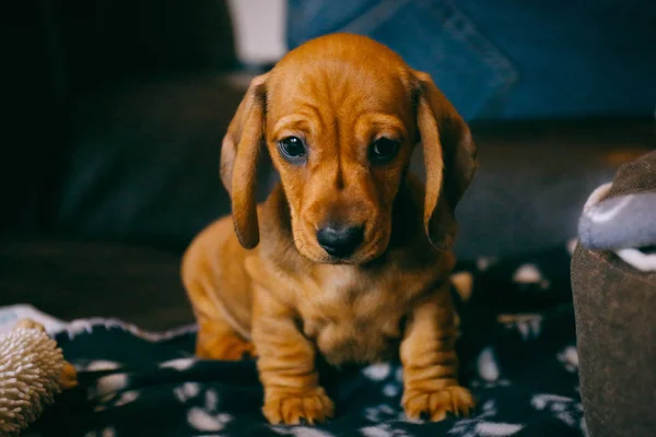 Dachshund puppy sitting on a sofa — Stock Photo, Image