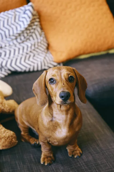 Teckel pup op een sofa thuis — Stockfoto