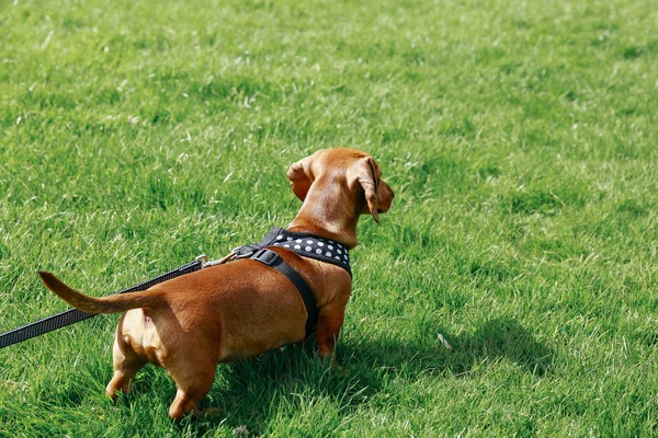 Dachshund bir parkta çim