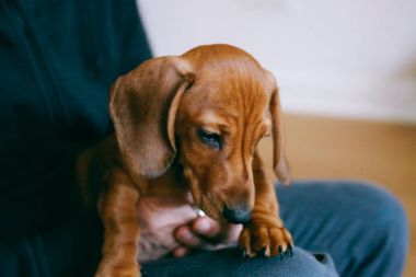 Dachshund Köpek yavrusu ve sahibi
