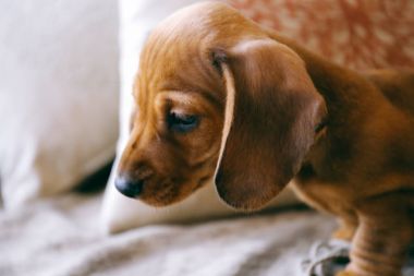 Bir kanepe köpek yavrusu