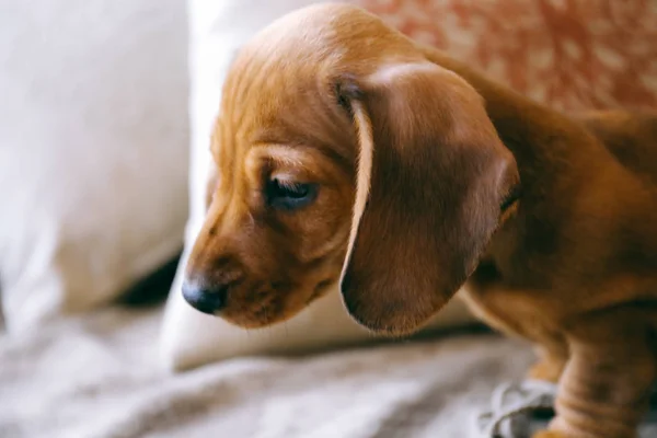 Bir kanepe köpek yavrusu — Stok fotoğraf