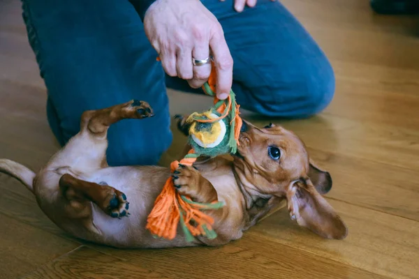 Puppy plays with owner — Stock Photo, Image