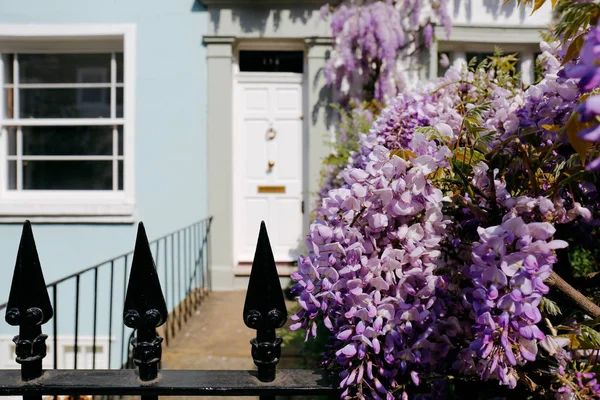 Virágzó Wisteria egy napsütéses napon — Stock Fotó