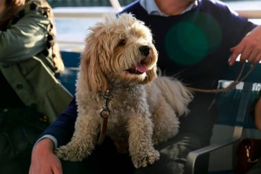 Köpek sahibinin Tur