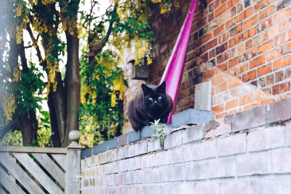 Bir çit üzerinde siyah kedi — Stok fotoğraf