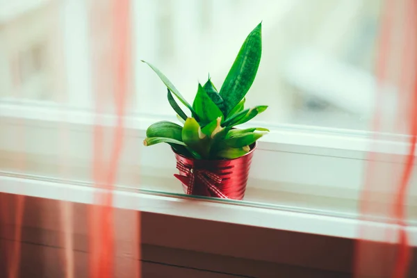 Plante verte dans un pot rouge entre les cadres de fenêtre — Photo