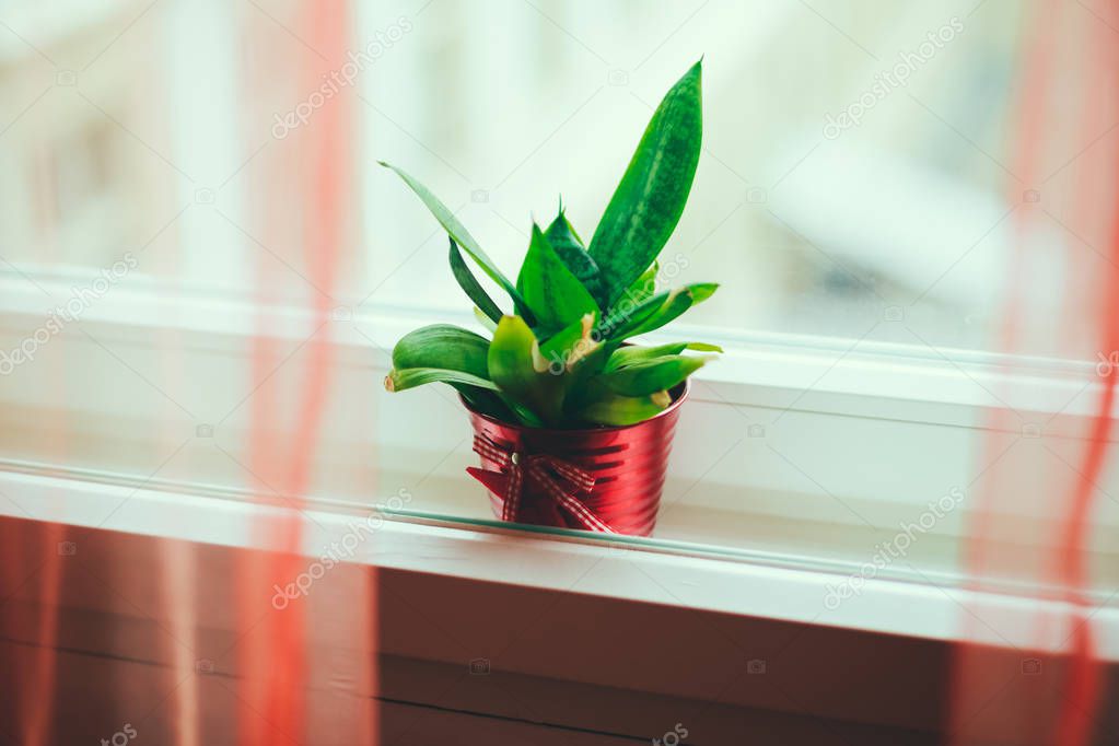 Green plant in a red pot in between window frames