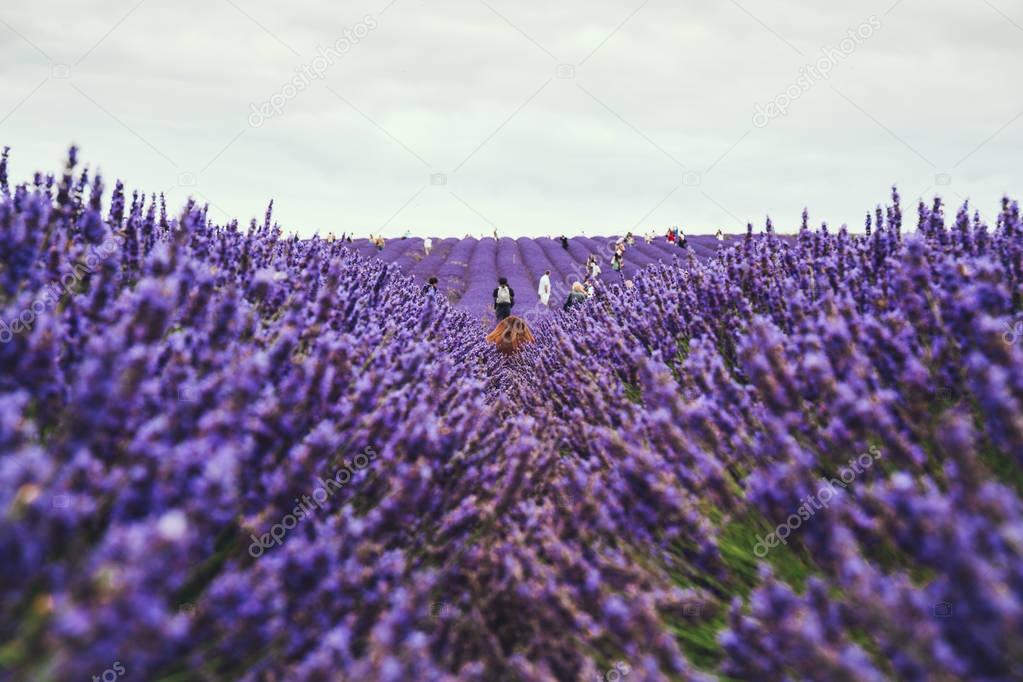 People hand picking lavender in a field
