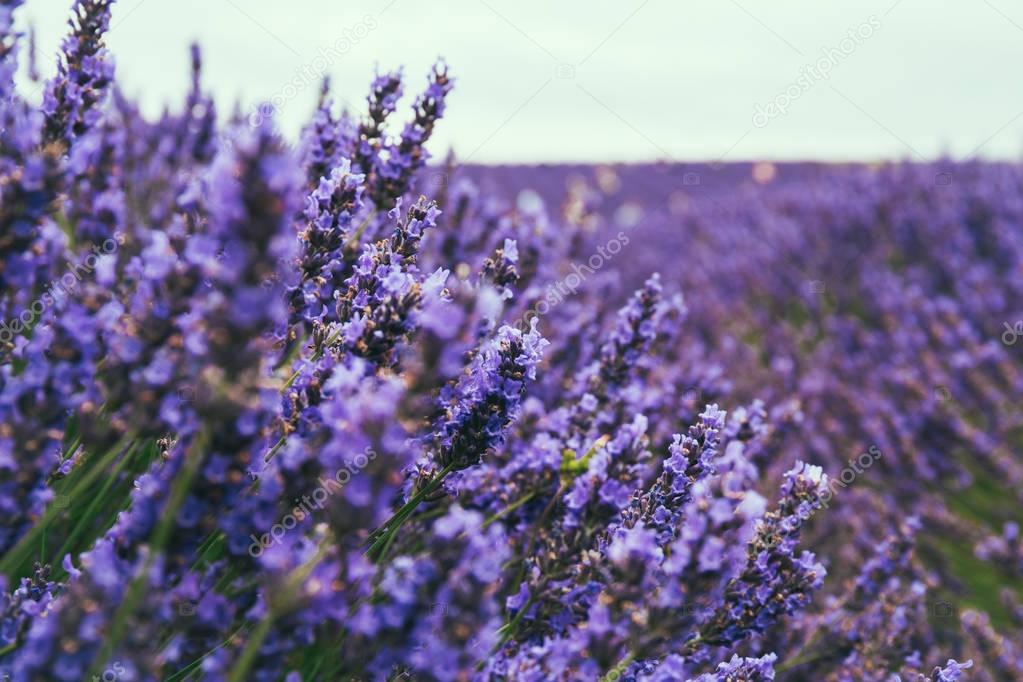 Close up of blossoming lavender