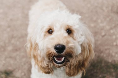 Cockapoo puppy looking up at the camera clipart