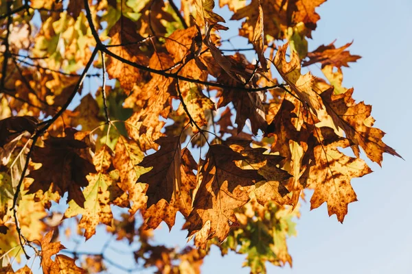 Żółty i pomarańczowy liści drzewa przed niebo — Zdjęcie stockowe