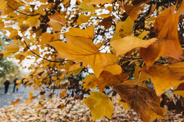 Zbliżenie na żółte liście z drzewa — Zdjęcie stockowe