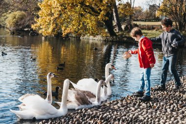 Londra, İngiltere - 19 Kasım 2017: besleme kuğular ve ördekler bir parkta iki genç erkek. Birleşik Krallık'taki bir suç kasten yaralama, almak veya vahşi bir kuğu öldürmek için. 