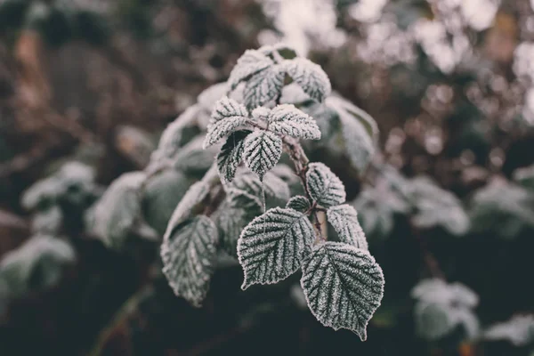 Close Shot Frost Blackberry Bush Vine Leaves Cold Foggy December — Stock Photo, Image