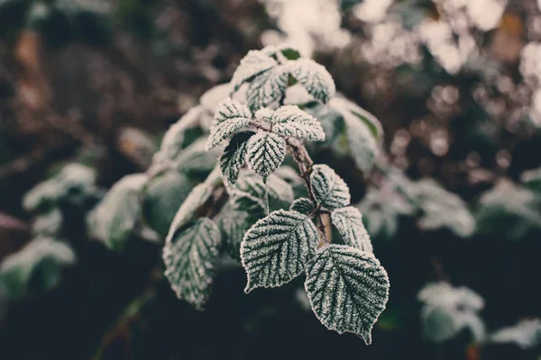 Frost Üzerinde Bir Blackberry Bush Asma Soğuk Sisli Yapraklarda Kadar — Stok fotoğraf