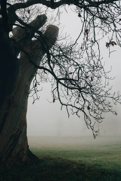 Tree Park Frosty Foggy Winter Morning — Stock Photo, Image