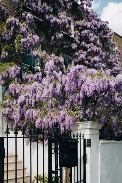 Árbol Glicinas Flor Que Cubre Fachada Una Casa Londres Día —  Fotos de Stock