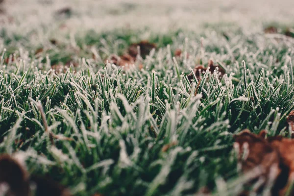 Närbild Foto Och Frost Gräset Och Löv Kallt Dimmigt Vintermorgon — Stockfoto