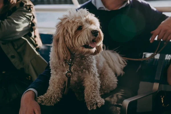 Cão Maltês Bonito Sentado Colo Seu Proprietário Durante Passeio Barco — Fotografia de Stock