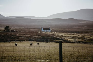 Gece karanlığında Isle of Skye, İskoçya, alanda otlayan koyun.